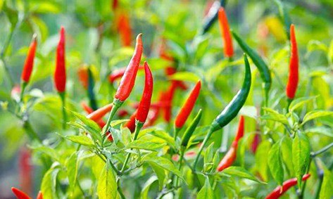 保護地辣椒爛果的原因及防治